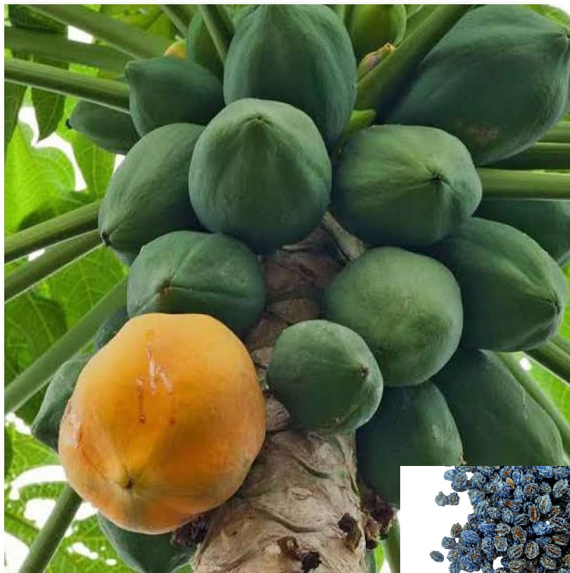 homeagro - Papaya Fruit ( 50 Seeds )