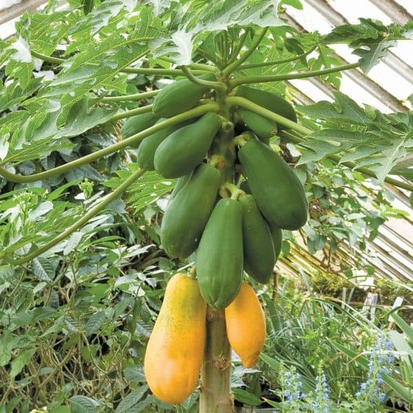 homeagro - Papaya Vegetable ( 50 Seeds )