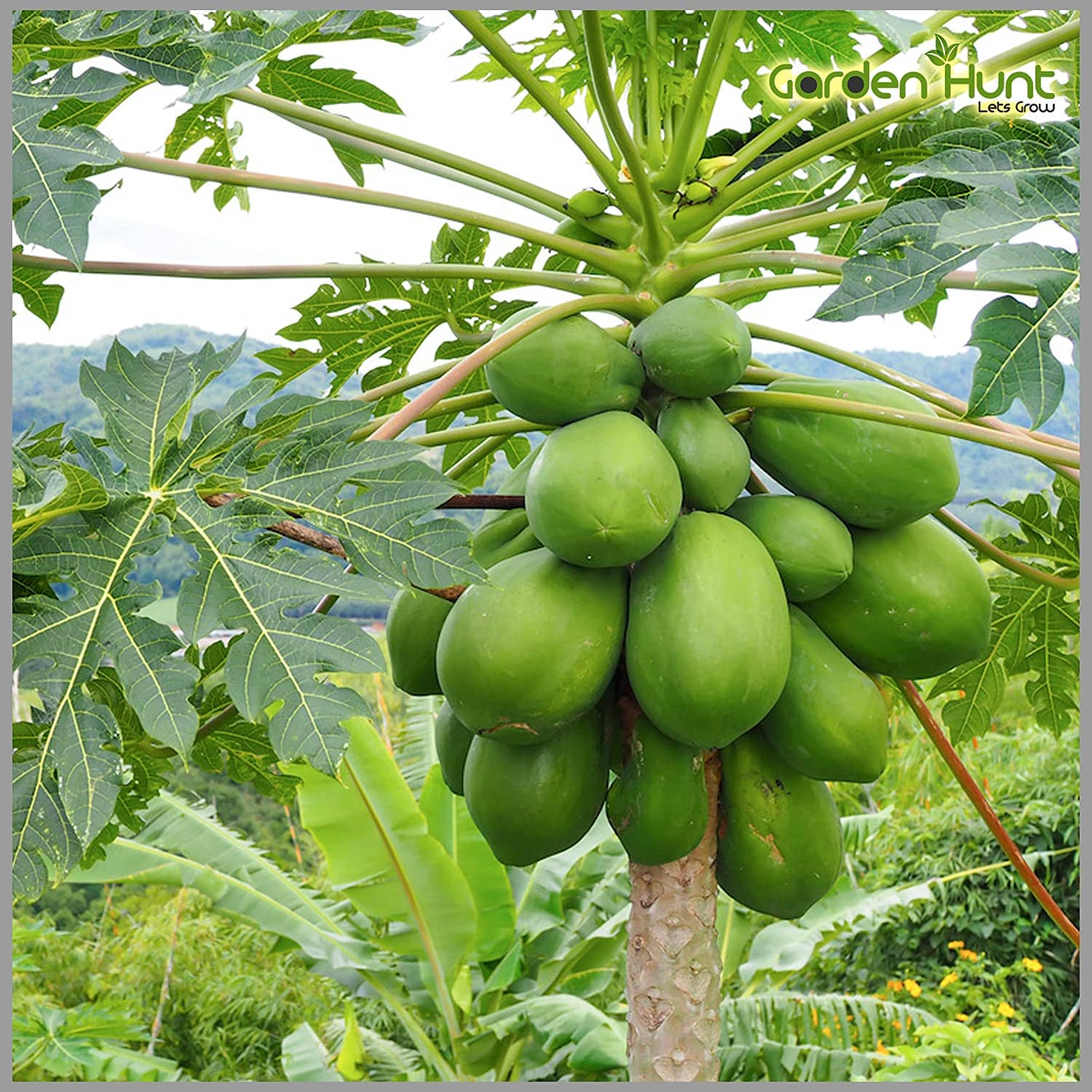 homeagro - Papaya Vegetable ( 50 Seeds )