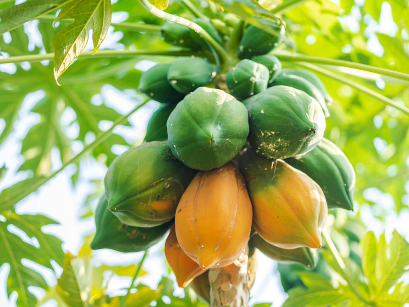 homeagro - Papaya Vegetable ( 50 Seeds )