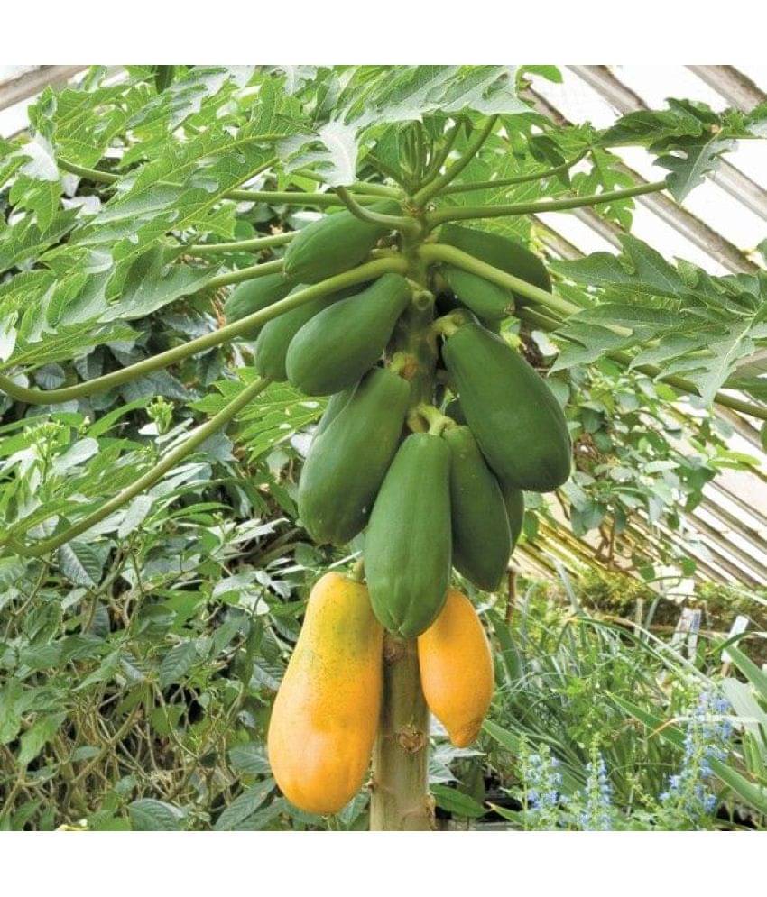     			homeagro - Papaya Fruit ( 50 Seeds )