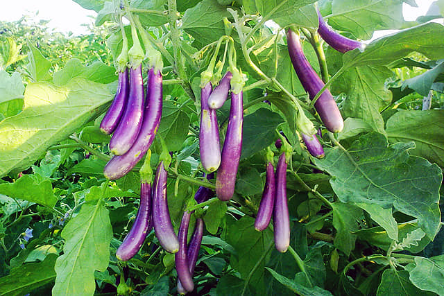 homeagro - Brinjal Vegetable ( 100 Seeds )
