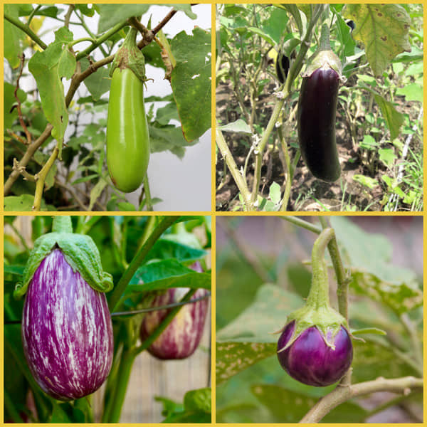 homeagro - Brinjal Vegetable ( 100 Seeds )