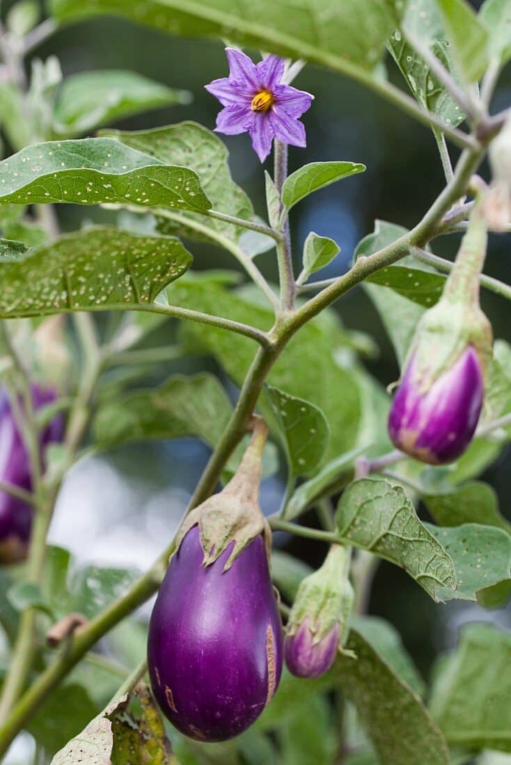 homeagro - Brinjal Vegetable ( 100 Seeds )