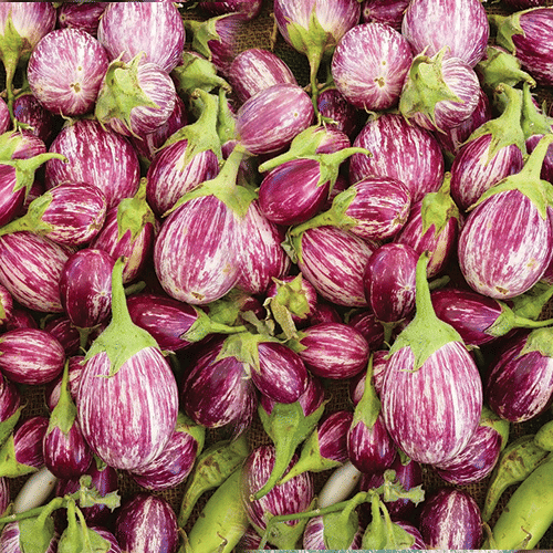 homeagro - Brinjal Vegetable ( 100 Seeds )