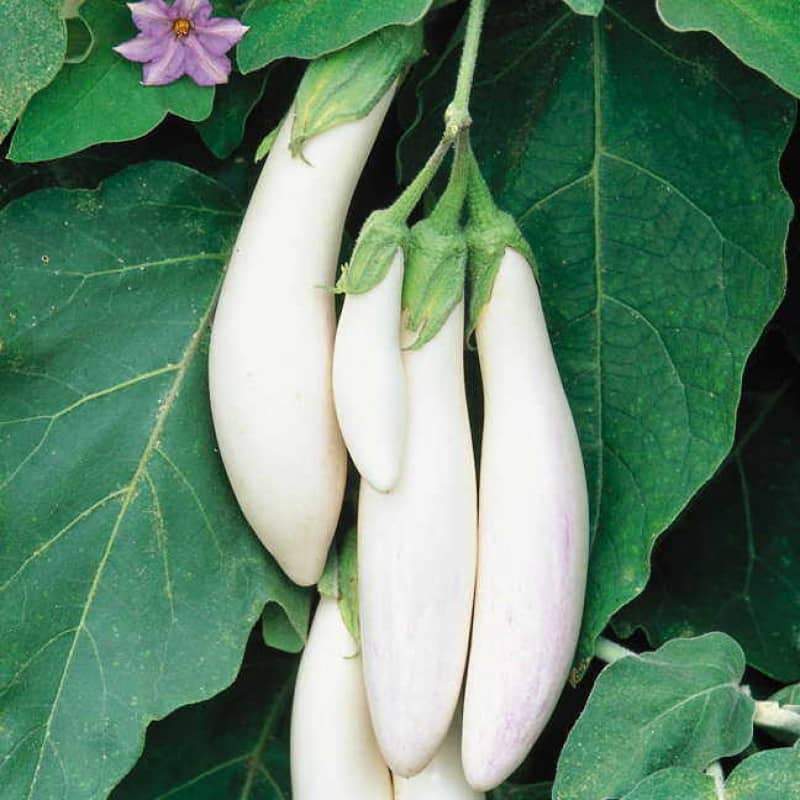 homeagro - Brinjal Vegetable ( 100 Seeds )