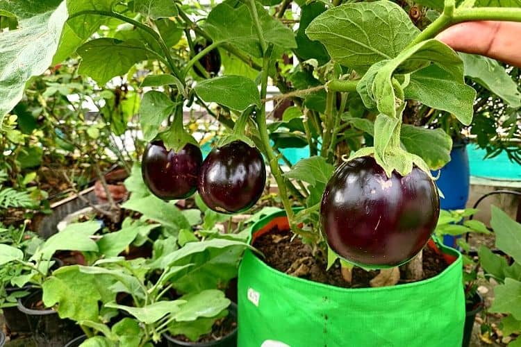 homeagro - Brinjal Vegetable ( 100 Seeds )