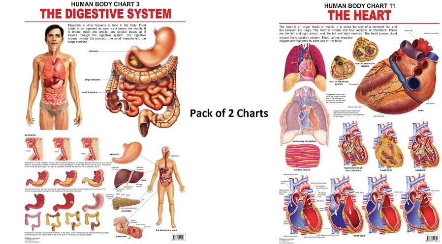 The Digestive System and The Heart Wall Chart - Pack of 2 Charts - Both Side Hard Laminated (Size 48 x 73 cm)