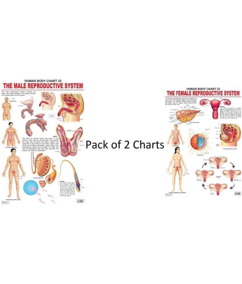 The Male and Female Reproductive System - Pack of 2 Charts (Laminated Charts) (Size: 48cm x 73cm)