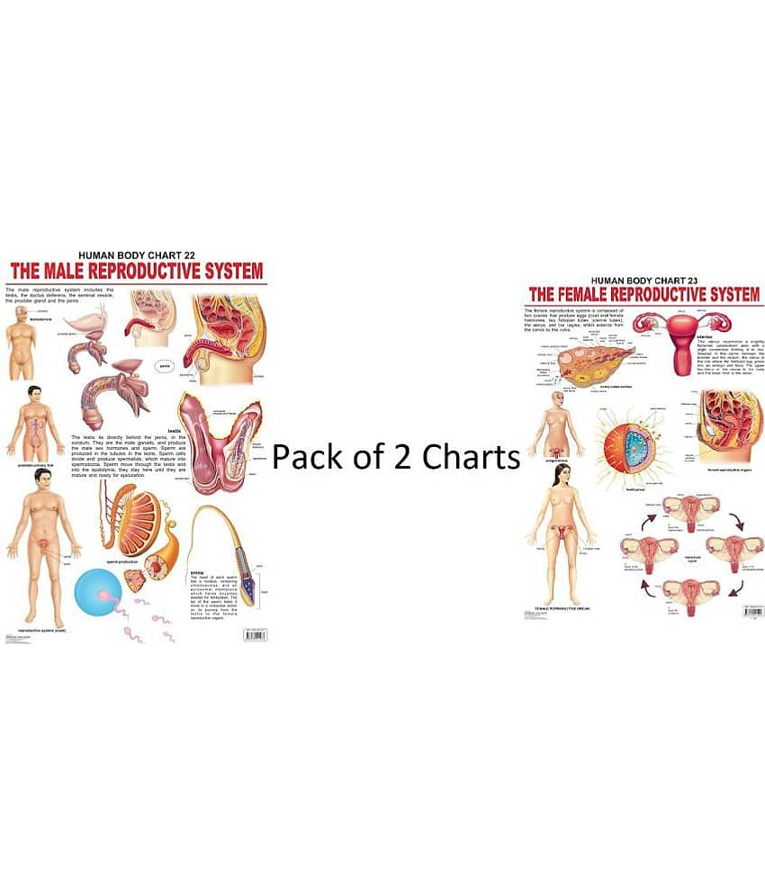 The Male and Female Reproductive System - Pack of 2 Charts (Laminated Charts) (Size: 48cm x 73cm) - Stationery | Buy online on ZillyBuy