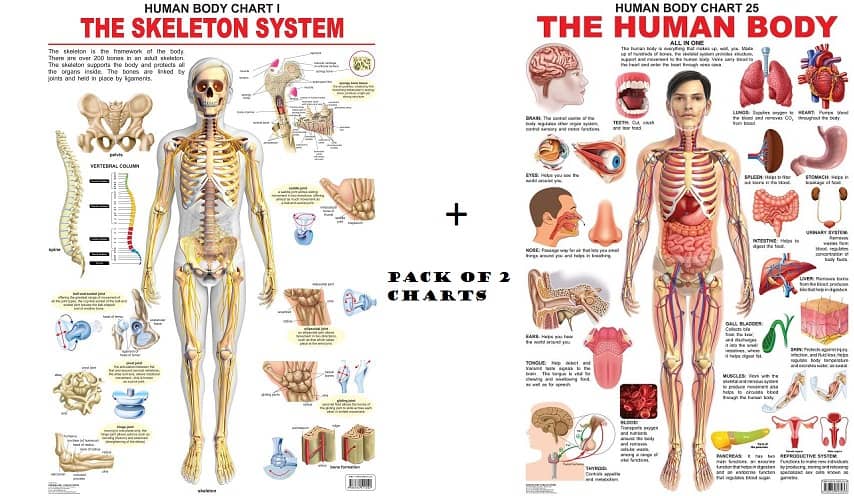 The Skeletal System and The Human Body Wall Chart - Pack of 2 Charts - Both Side Hard Laminated (Size 48 x 73 cm) - Stationery | Buy online on ZillyBuy