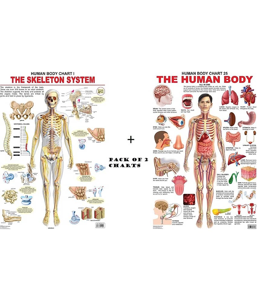 The Skeletal System and The Human Body Wall Chart - Pack of 2 Charts - Both Side Hard Laminated (Size 48 x 73 cm) - Stationery | Buy online on ZillyBuy