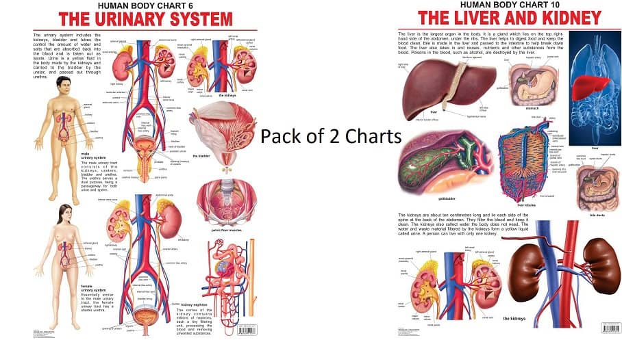 The Urinary System and The Liver & Kidney Laminated Chart - (Size 48 x 73 cm)