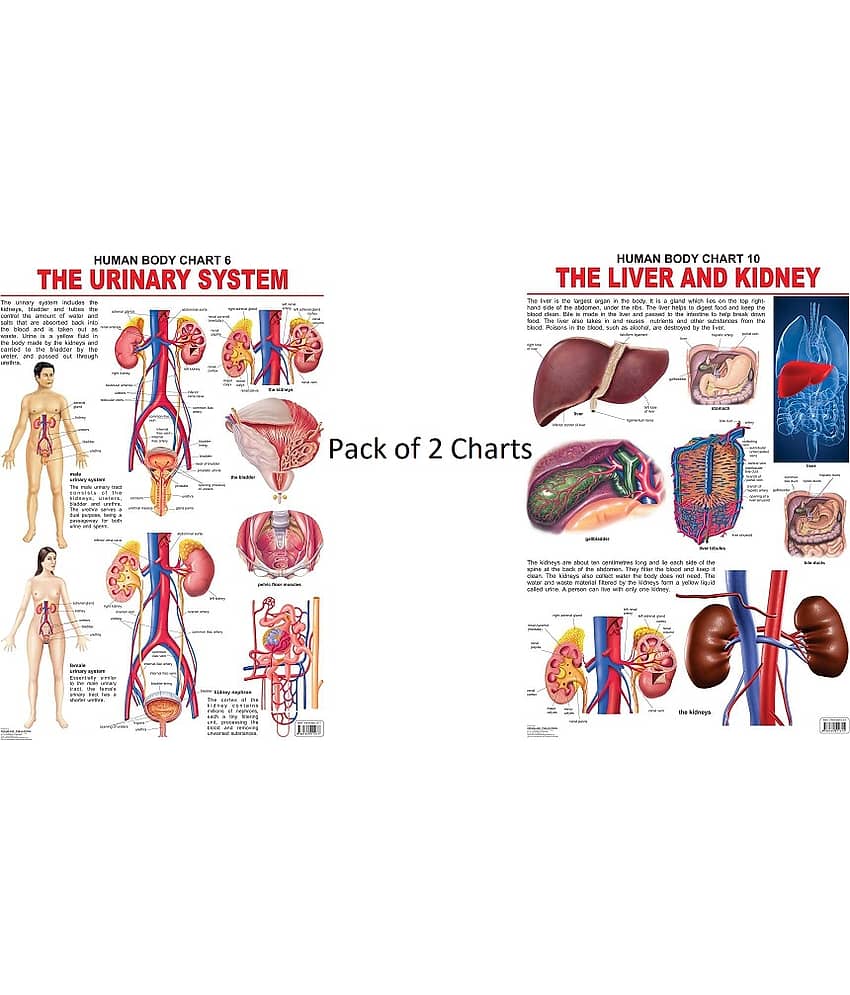 The Urinary System and The Liver & Kidney Laminated Chart - (Size 48 x 73 cm) - Stationery | Buy online on ZillyBuy
