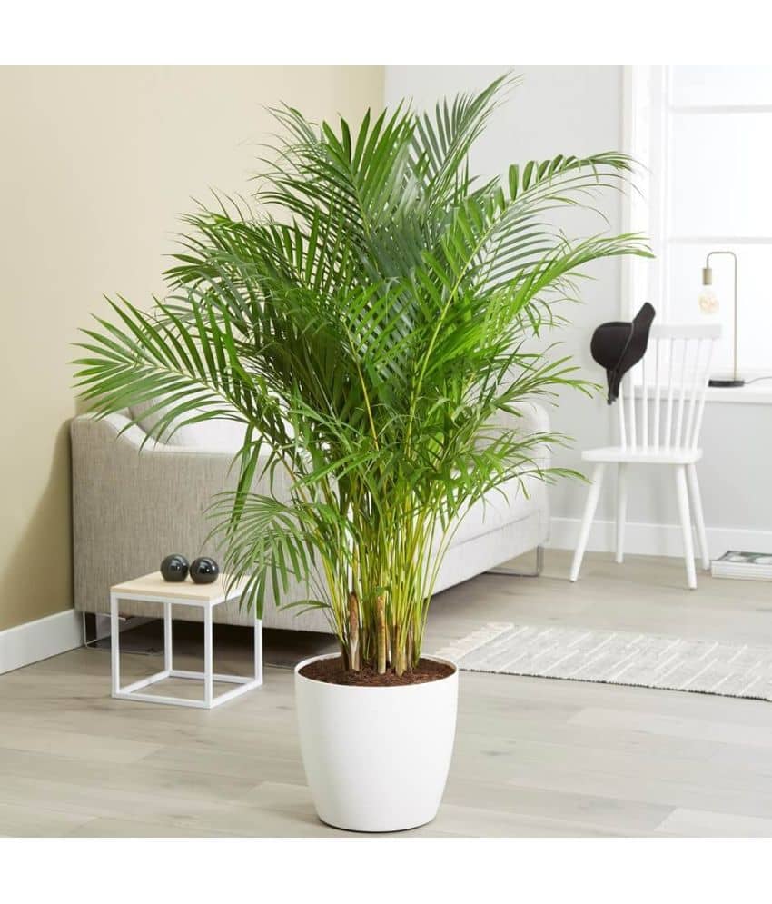 HN organic seed - Areca palm Plant ( 5 Seeds )