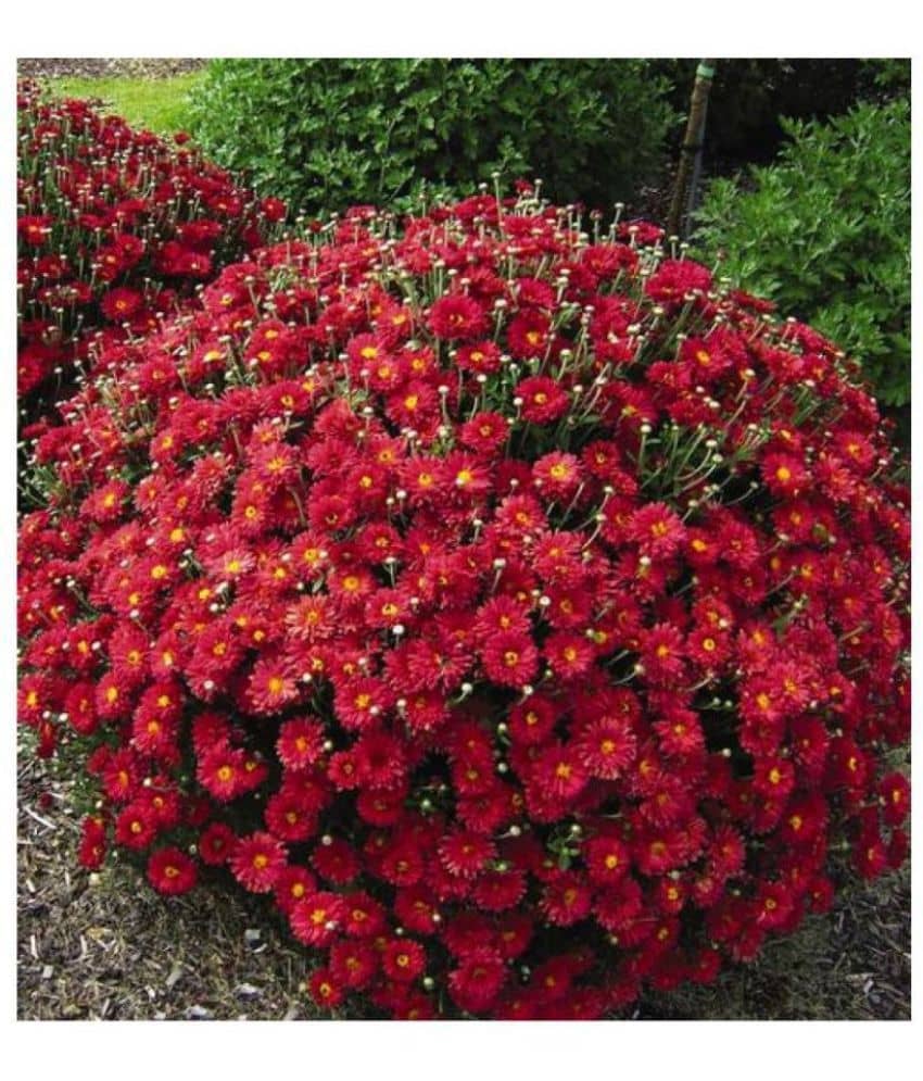 HN organic seed - Chrysanthemum Flower ( 50 Seeds )