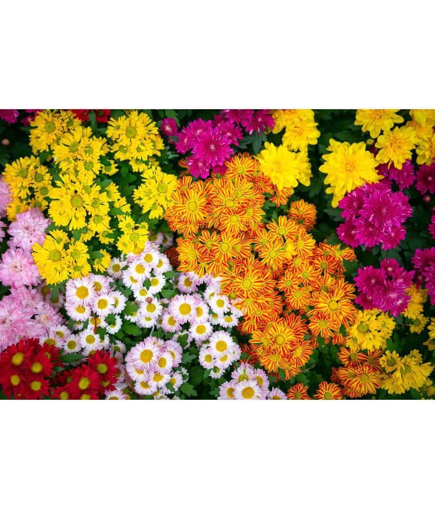 HN organic seed - Chrysanthemum Flower ( 50 Seeds )