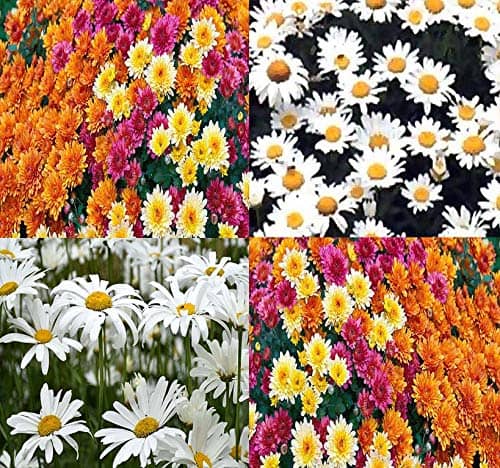 HN organic seed - Chrysanthemum Flower ( 50 Seeds )