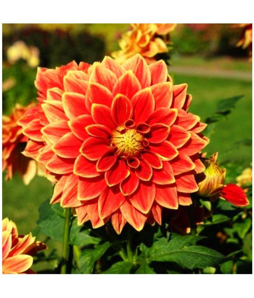 HN organic seed - Dahlia Mixed Flower ( 25 Seeds ) HN organic seed - Dahlia Mixed Flower ( 25 Seeds )