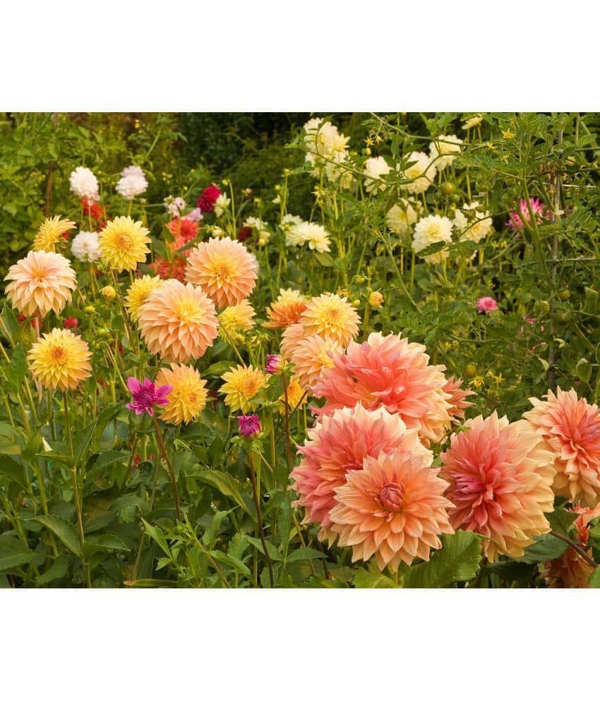 HN organic seed - Dahlia Mixed Flower ( 25 Seeds )