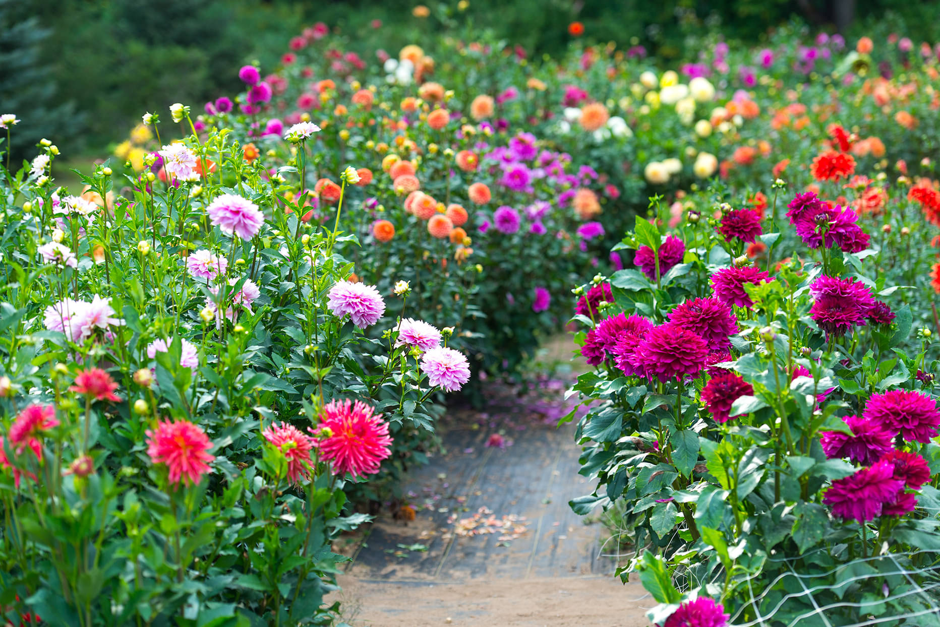 HN organic seed - Dahlia Mixed Flower ( 25 Seeds ) HN organic seed - Dahlia Mixed Flower ( 25 Seeds )