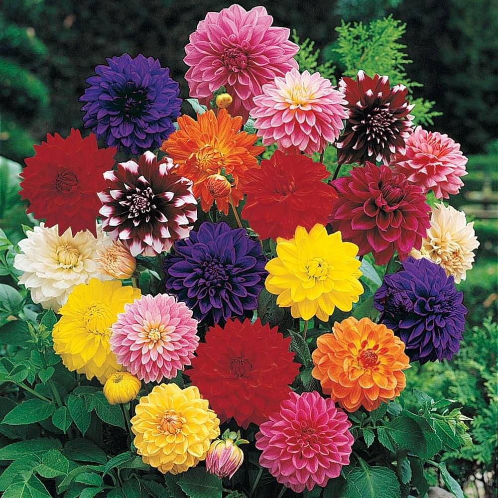 HN organic seed - Dahlia Mixed Flower ( 25 Seeds ) HN organic seed - Dahlia Mixed Flower ( 25 Seeds )