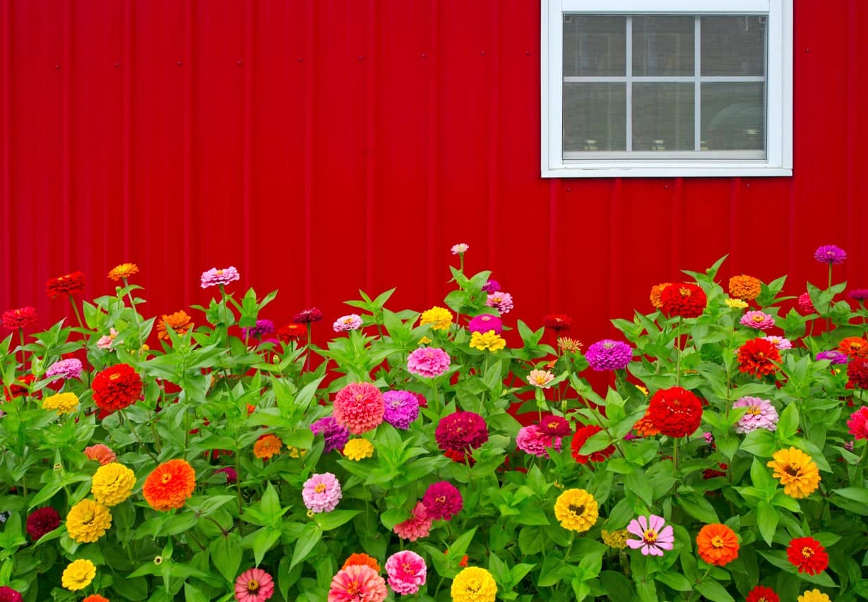 HN organic seed - Zinnia Mixed Flower ( 20 Seeds )