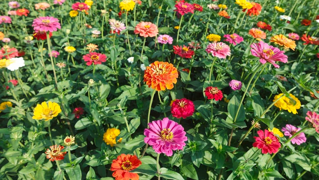 HN organic seed - Zinnia Mixed Flower ( 20 Seeds )