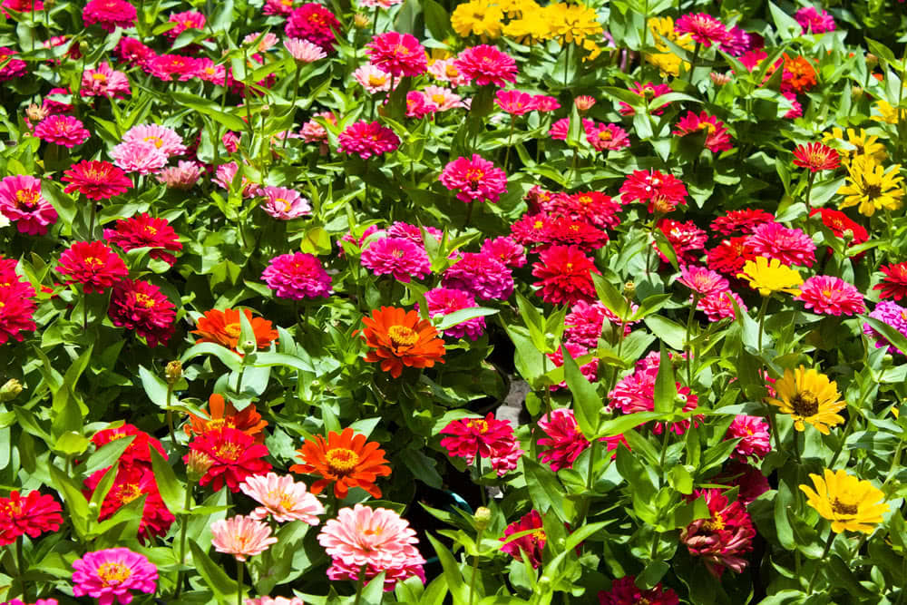 HN organic seed - Zinnia Mixed Flower ( 20 Seeds )