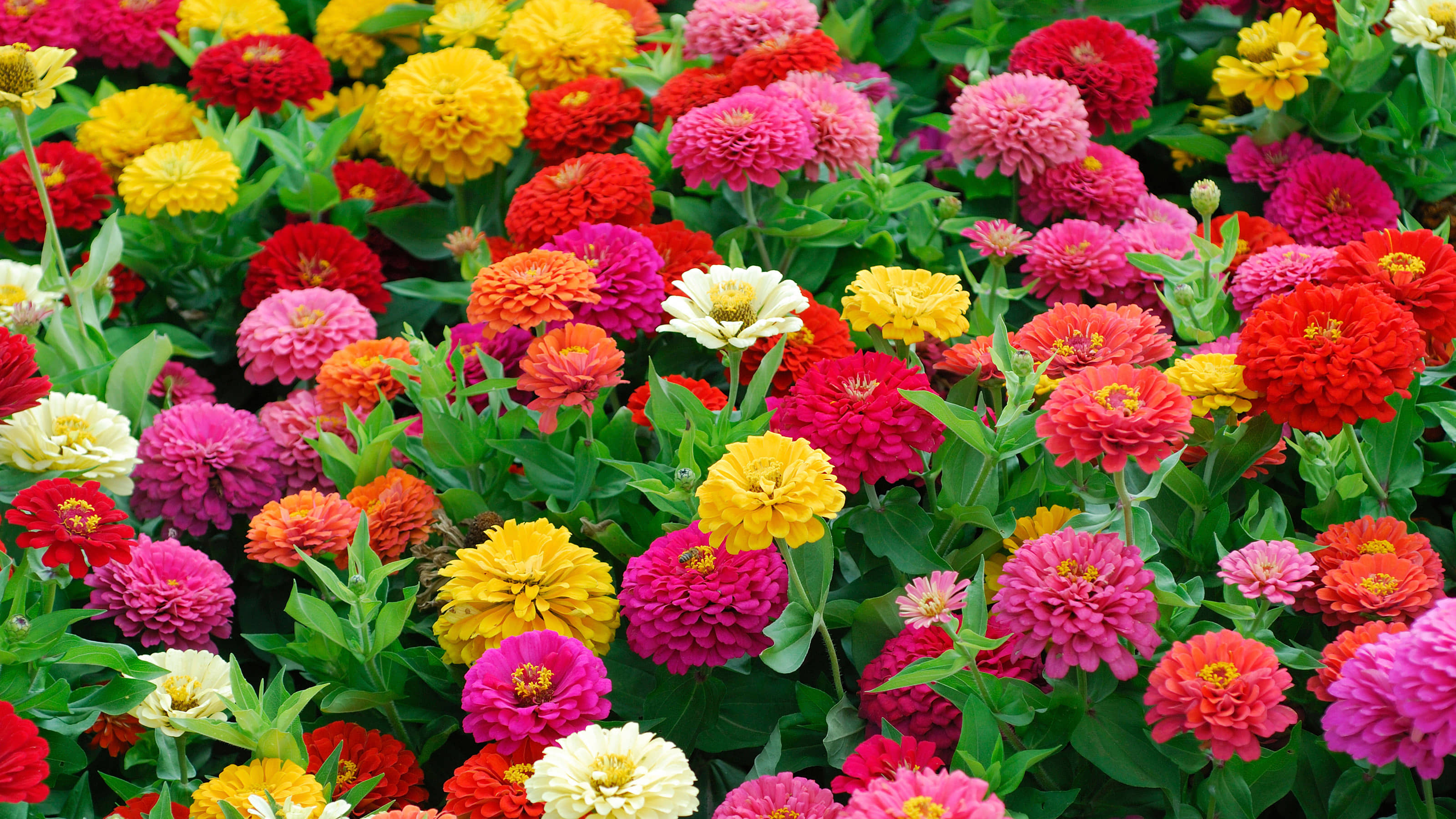 HN organic seed - Zinnia Mixed Flower ( 20 Seeds )