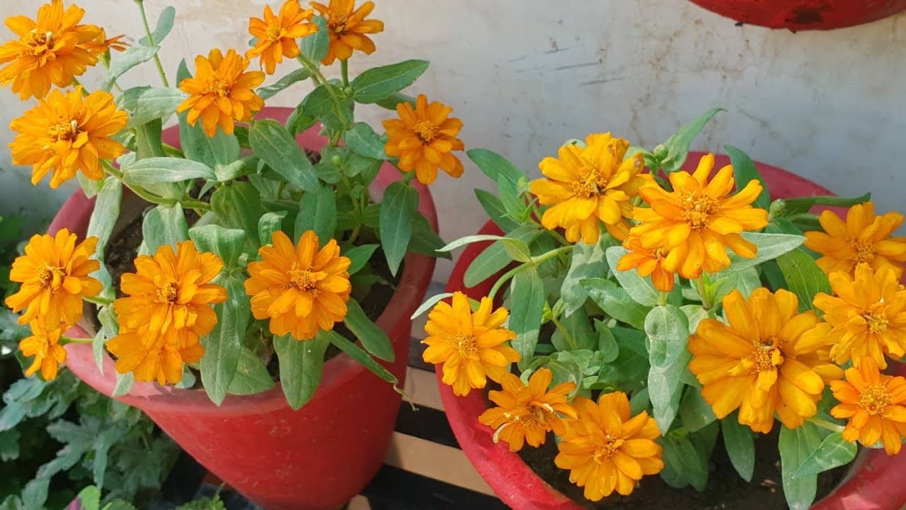 HN organic seed - Zinnia Mixed Flower ( 20 Seeds )