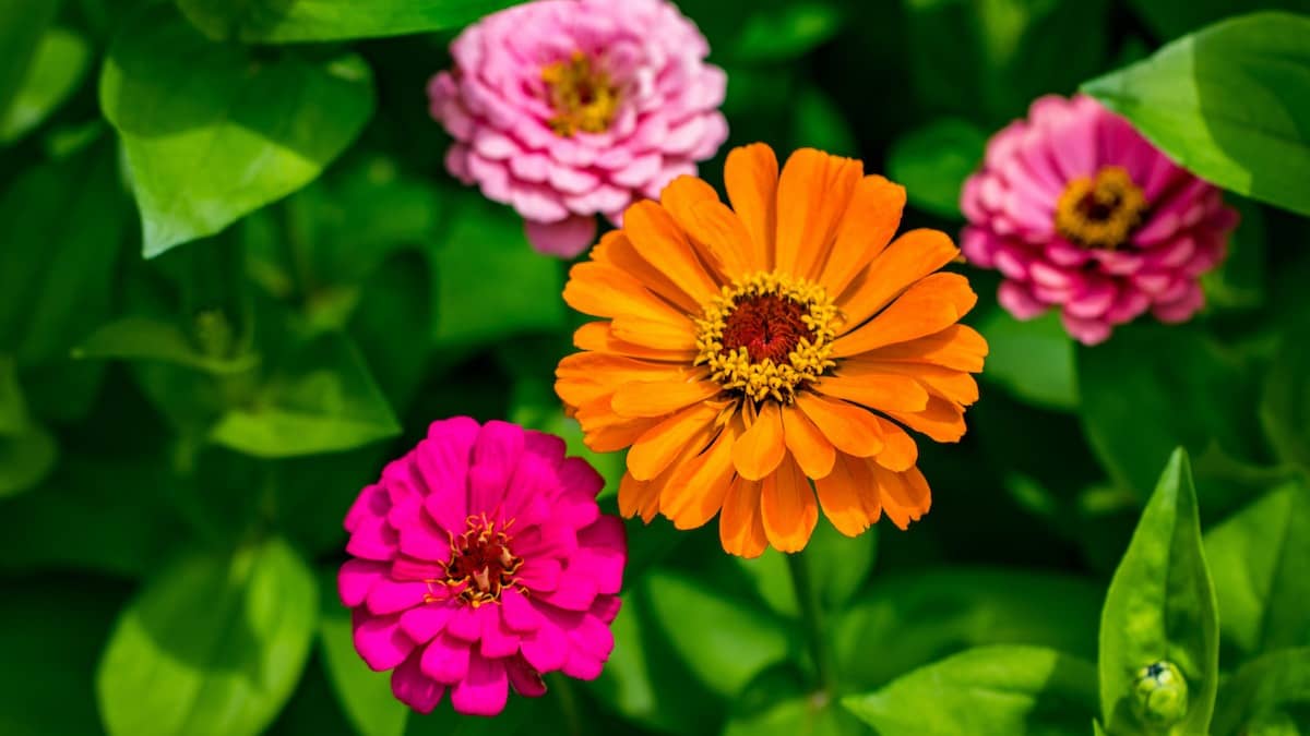 HN organic seed - Zinnia Mixed Flower ( 20 Seeds )