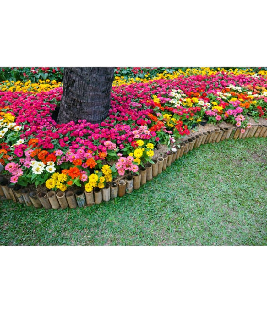 HN organic seed - Zinnia Mixed Flower ( 20 Seeds )