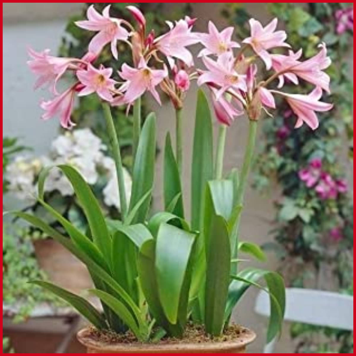     			homeagro - Amaryllis Flower ( 5 Seeds )