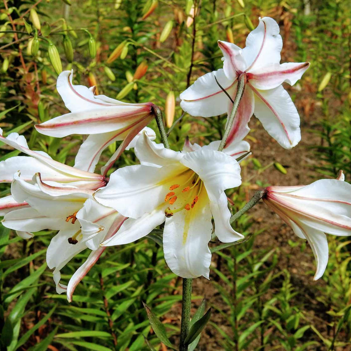     			homeagro - Amaryllis Flower ( 5 Seeds )