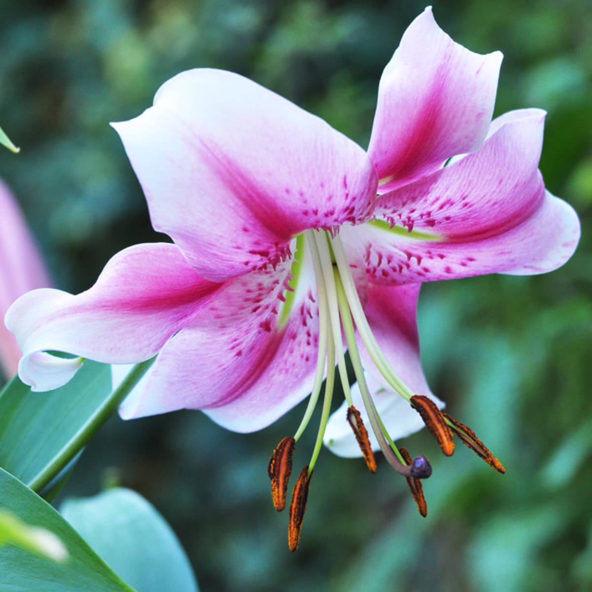     			homeagro - Amaryllis Flower ( 5 Seeds )