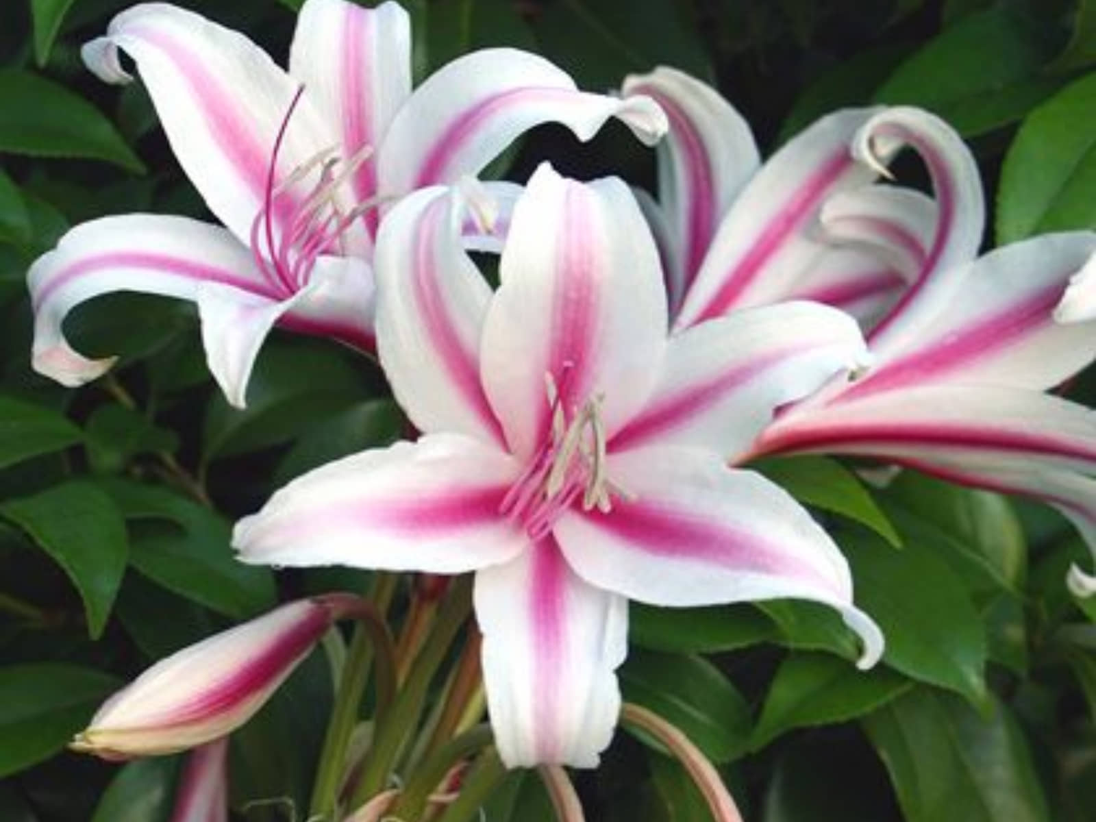 homeagro - Amaryllis Flower ( 5 Seeds )