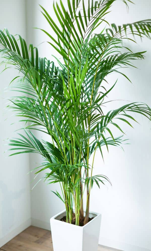 homeagro - Areca palm Plant ( 5 Seeds )