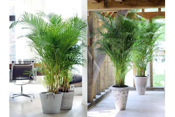homeagro - Areca palm Plant ( 5 Seeds )