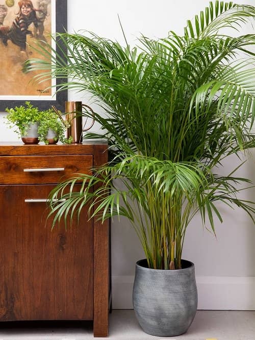homeagro - Areca palm Plant ( 5 Seeds )