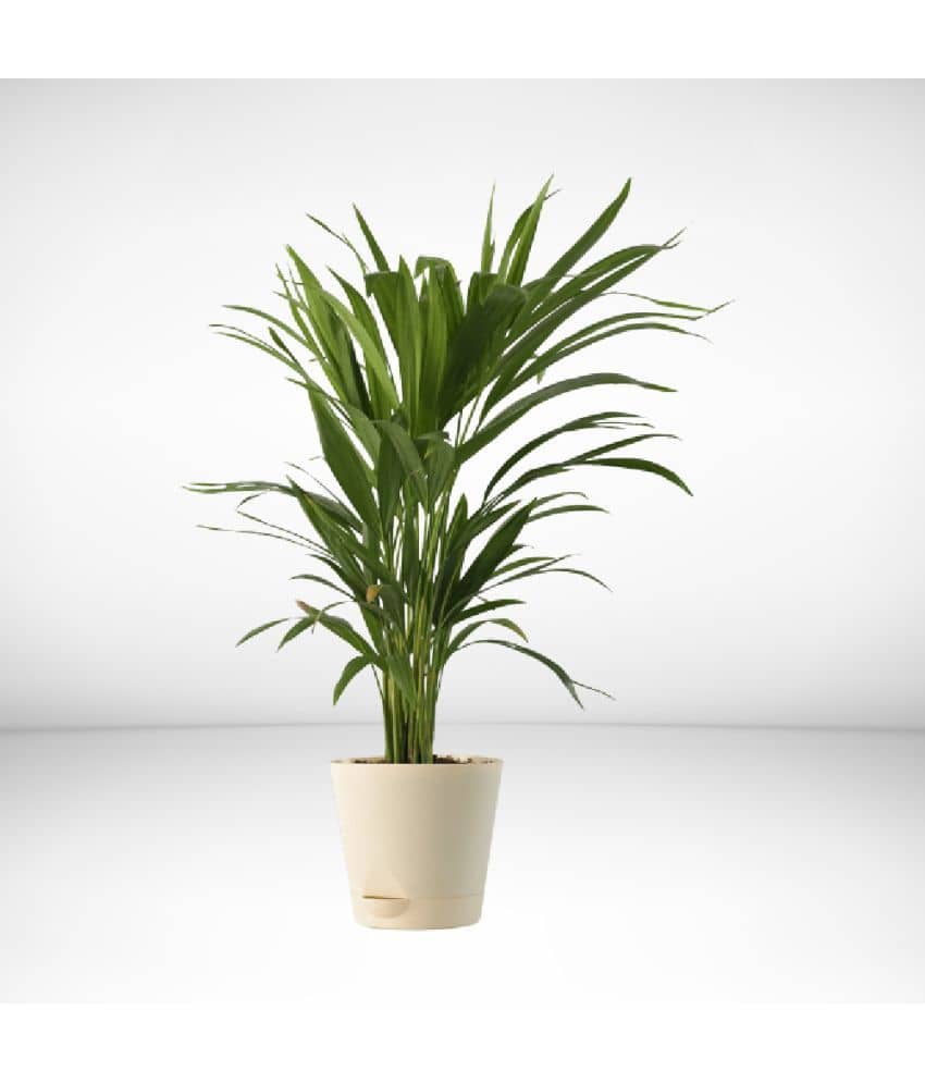 homeagro - Areca palm Plant ( 5 Seeds )
