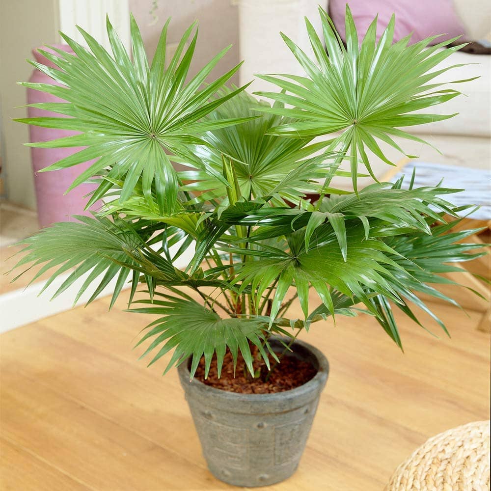 homeagro - Areca palm Plant ( 5 Seeds )