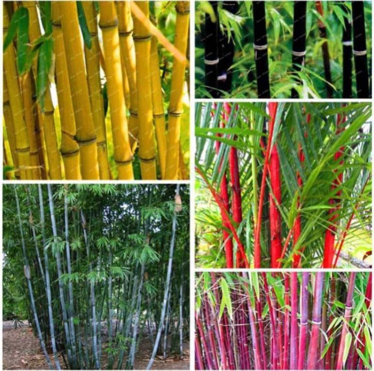 homeagro - Bamboo Plant ( 20 Seeds )