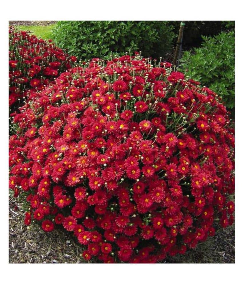 homeagro - Chrysanthemum Flower ( 50 Seeds )