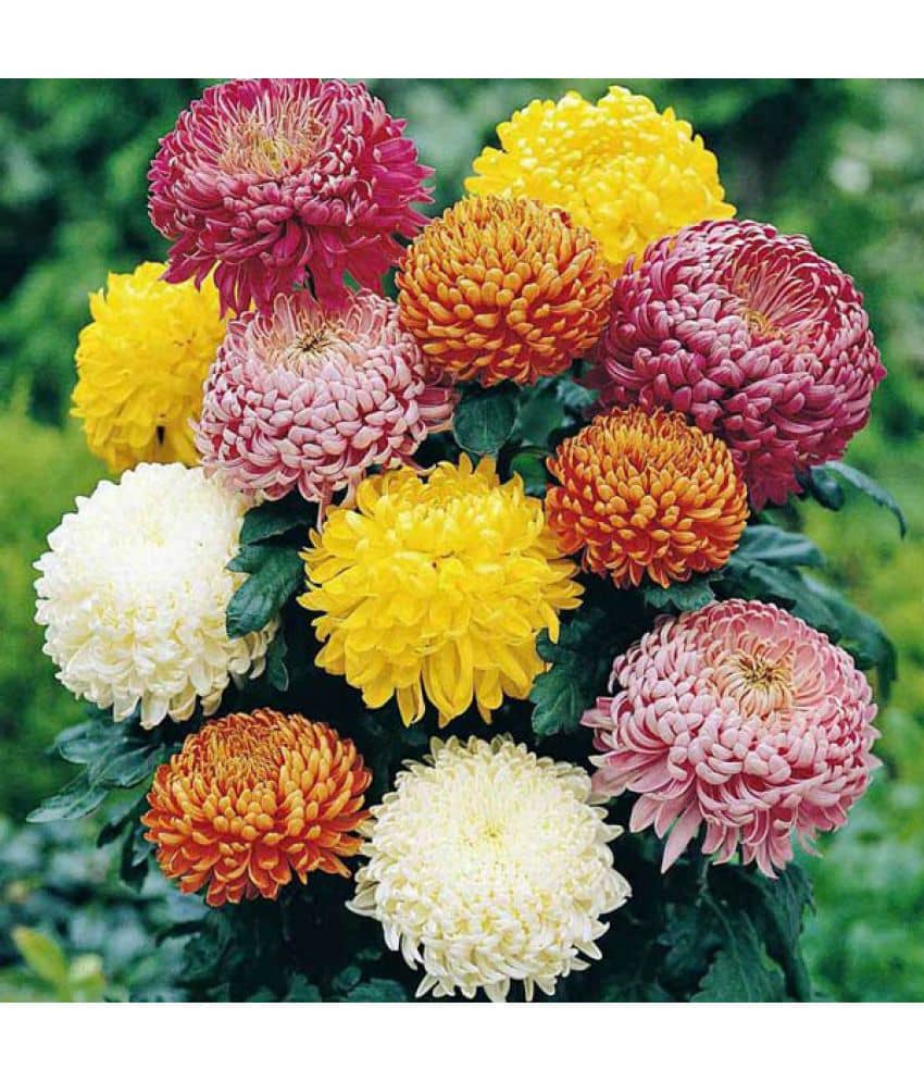 homeagro - Chrysanthemum Flower ( 50 Seeds )