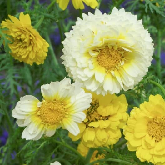 homeagro - Chrysanthemum Flower ( 50 Seeds )