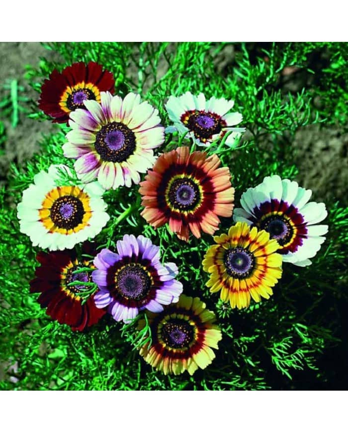 homeagro - Chrysanthemum Flower ( 50 Seeds )