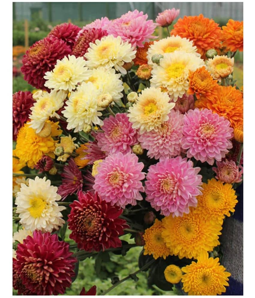 homeagro - Chrysanthemum Flower ( 50 Seeds )