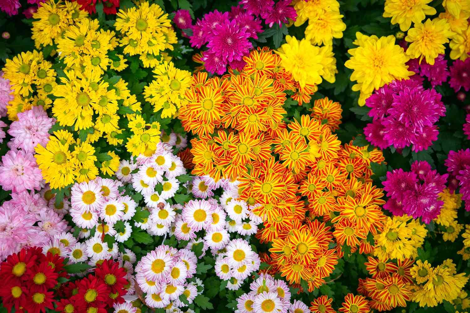 homeagro - Chrysanthemum Flower ( 50 Seeds )