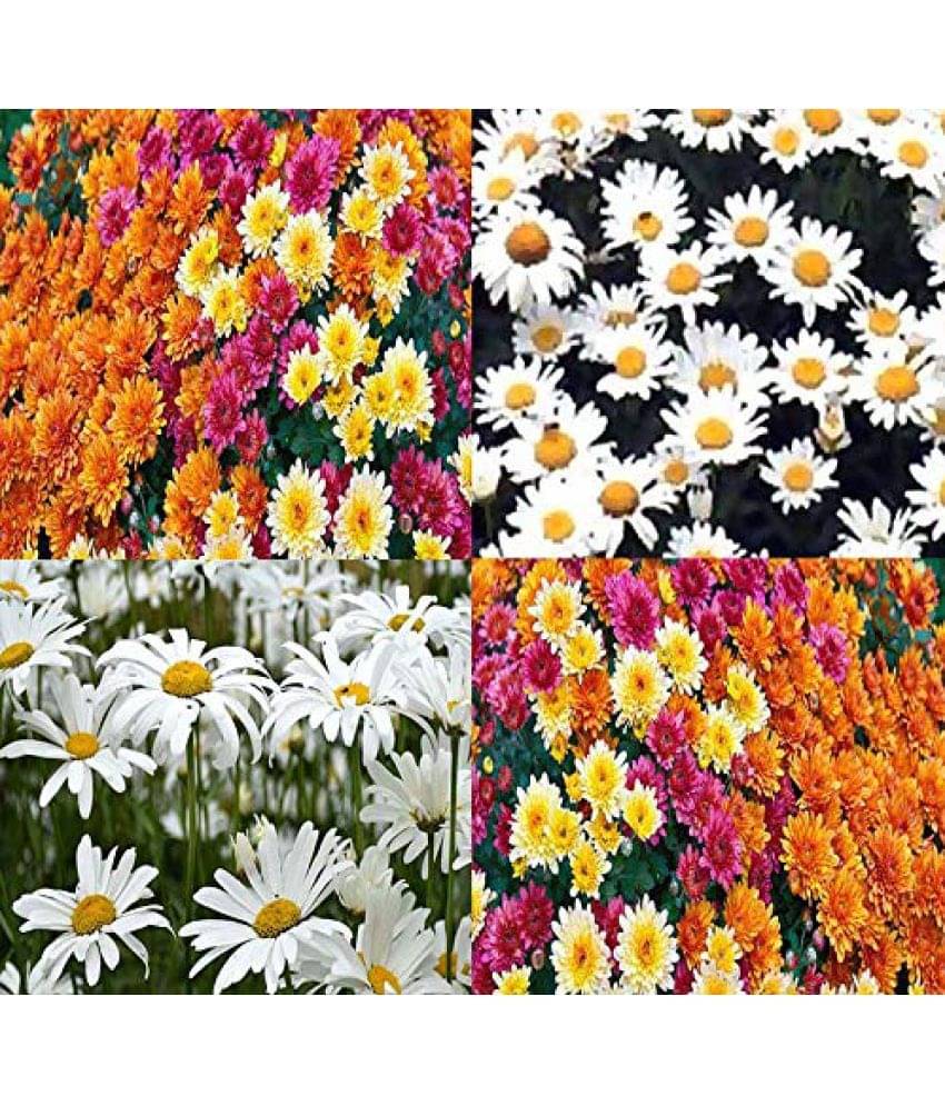     			homeagro - Indian Chrysanthemum Mixed Flower ( 50 Seeds )